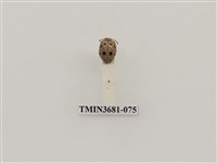 藏品(十星偽瓢螢金花蟲)的圖片